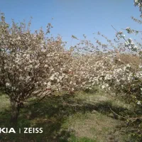 باغ|فروش دفتر صنعتی، کشاورزی، تجاری|بروجرد, |دیوار