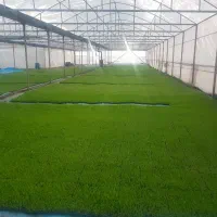 اجاره ای