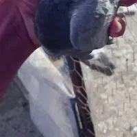 پلاکی گم کردم  جفت کنی رو جوجه