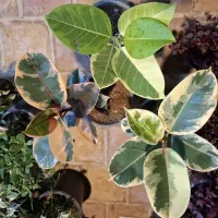 انواع فیکوس فقط ۵۰ در گلخونه