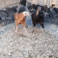 جوجه مرغ و خروس گردن لوخت گلپایگانی اصلاح نژاد