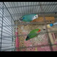 طوطی برزیلی برای فروش