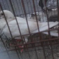 کبوتر جوجه سرور  هفت رنگ