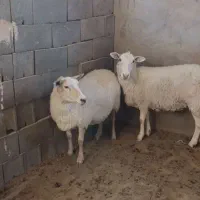 میش‌رومن