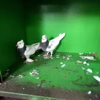 خریدارتخم کبوتر قشنگ