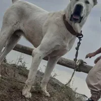 آلابای روس اصیل با ضمانتنامه