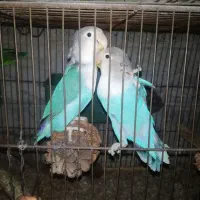 طوطی برزیلی عروس گیرینچیک مرغ عشق سرلاک طوطی|پرنده|قزوین, |دیوار