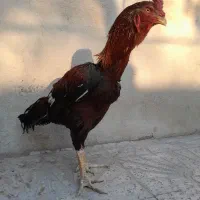 خروس لاری|حیوانات مزرعه|رباطکریم, رباطکریم|دیوار