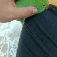 ملنگو سرلاکی|پرنده|شیراز, قلات|دیوار
