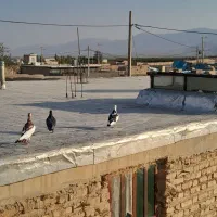 کبوتر|پرنده|نیریز, |دیوار