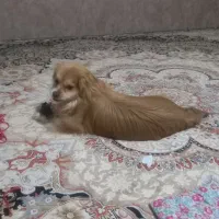 پامر نر برا جفت گیری