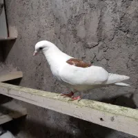 ۵تا کبوتر|پرنده|عجب شیر, |دیوار