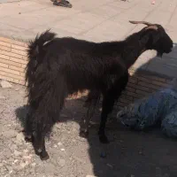 گیسه بز|حیوانات مزرعه|جیرفت, |دیوار