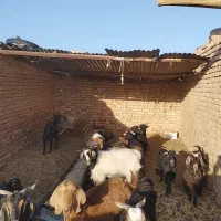 بز و گیسته|حیوانات مزرعه|بیرجند, |دیوار