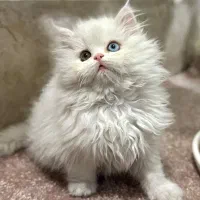 بچه گربه های زیبا و دلربا|گربه|آبادان, |دیوار