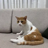 واگذاری گربه در رشت|گربه|رشت, پستک|دیوار