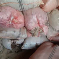 پشم گوسفند شسته