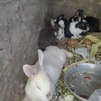 حراج خرگوش خانگی|موش و خرگوش|مهاباد (آذربایجان غربی), |دیوار