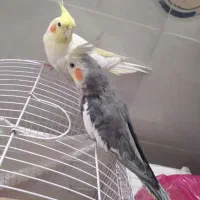 یک جفت عروس هلندی