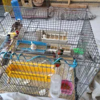 چهار جفت گلدین اماده|پرنده|قم, سید معصوم|دیوار