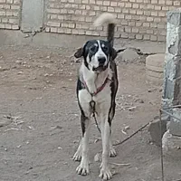 سگ پژدر|سگ|میاندوآب, |دیوار