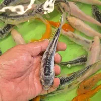 کوی۱۲تا۱۵سانت