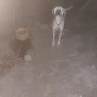 سگ سرابی|سگ|شیرینسو, |دیوار