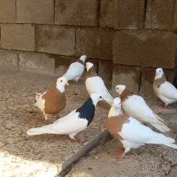 کبوتر طوقی|پرنده|جوکار, |دیوار