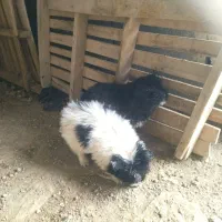 سگ پاکوتاه|سگ|خلیفان, |دیوار