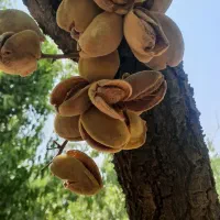 خرید وفروش بادام وگردو