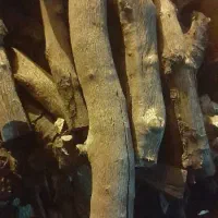 خرید درخت چوب حرص تناژ بالا