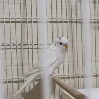 مرغ عشق ماده