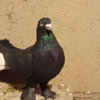کبوتر ترکیه