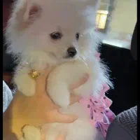 پامر عروسکی شناسنامه دار با وسایل کامل|سگ|کرمانشاه, |دیوار