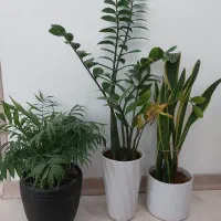 زامفولیا سانسوریا شامادورا  پتوس