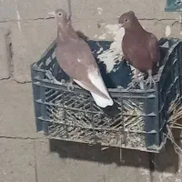 کبوتر دم سفید جوجه هیچ پر