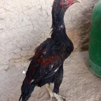 جوجه لاری و مرغ لاری|حیوانات مزرعه|زاهدان, |دیوار