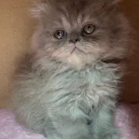 بریتیش بلو کیفیت بالا|گربه|رشت, لاکانی|دیوار