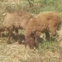 دو‌عدد بره ماده