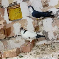 کفتر ساده پرشی و جفتگاه و کل|پرنده|میان جلگه, |دیوار