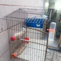 فروش جفت مرغ عشق با جوجه|پرنده|شیراز, فرگاز|دیوار