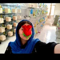 کوتوله پاربلو اوپلاین یووینگ عروس سالن قفس قناری