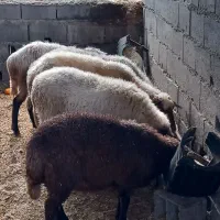 عرضه ۶ راس گوسفند همراه با بره|حیوانات مزرعه|گتاب, |دیوار