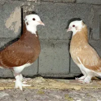 کفتر درجایی|پرنده|میناب, |دیوار