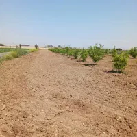 ۹هزار متر زمین کشاورزی برجاده راه بندر