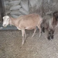 میش برای قصابی