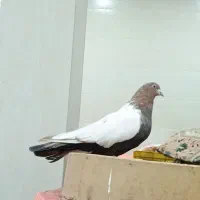 سینلی دورنگ|پرنده|ابهر, |دیوار