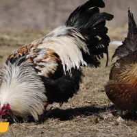 مرغ و خروس ارگانیک|حیوانات مزرعه|یزد, |دیوار