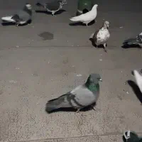 کبوترهای پرشی سالم و زیبا