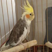 عروس هلندی نر